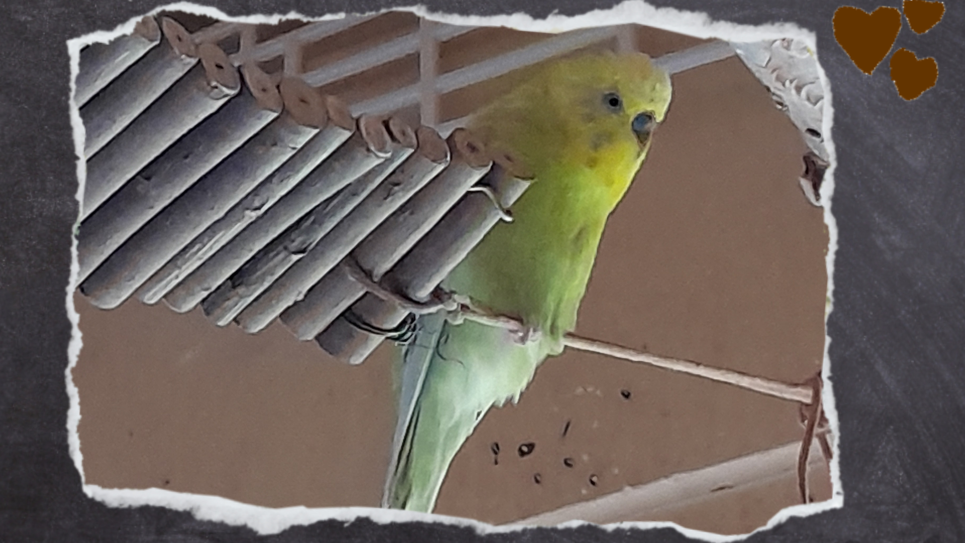 Joshi sitzt gern eingequetscht zwischen dem Rollokasten und den Nagerbrücken aus Holz auf dem dünnen Lederseil mit dem ich die Brücken festgemacht habe.