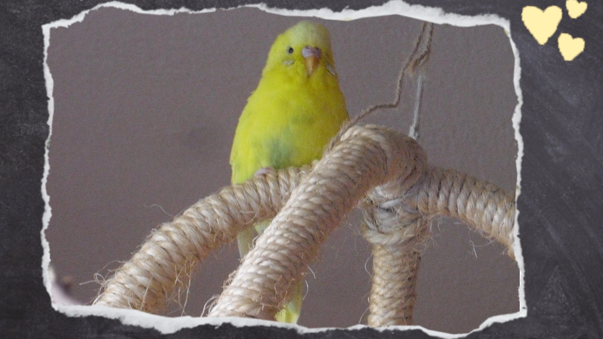 Mein Handicap-Wellensittich Maja mochte den Atomball, weil die anderen Vögel im Schwarm lieber woanders saßen. So hatte der kleine Vogel mit den Spreizbeinen einmal seine Ruhe und wurde nicht gemobbt.
