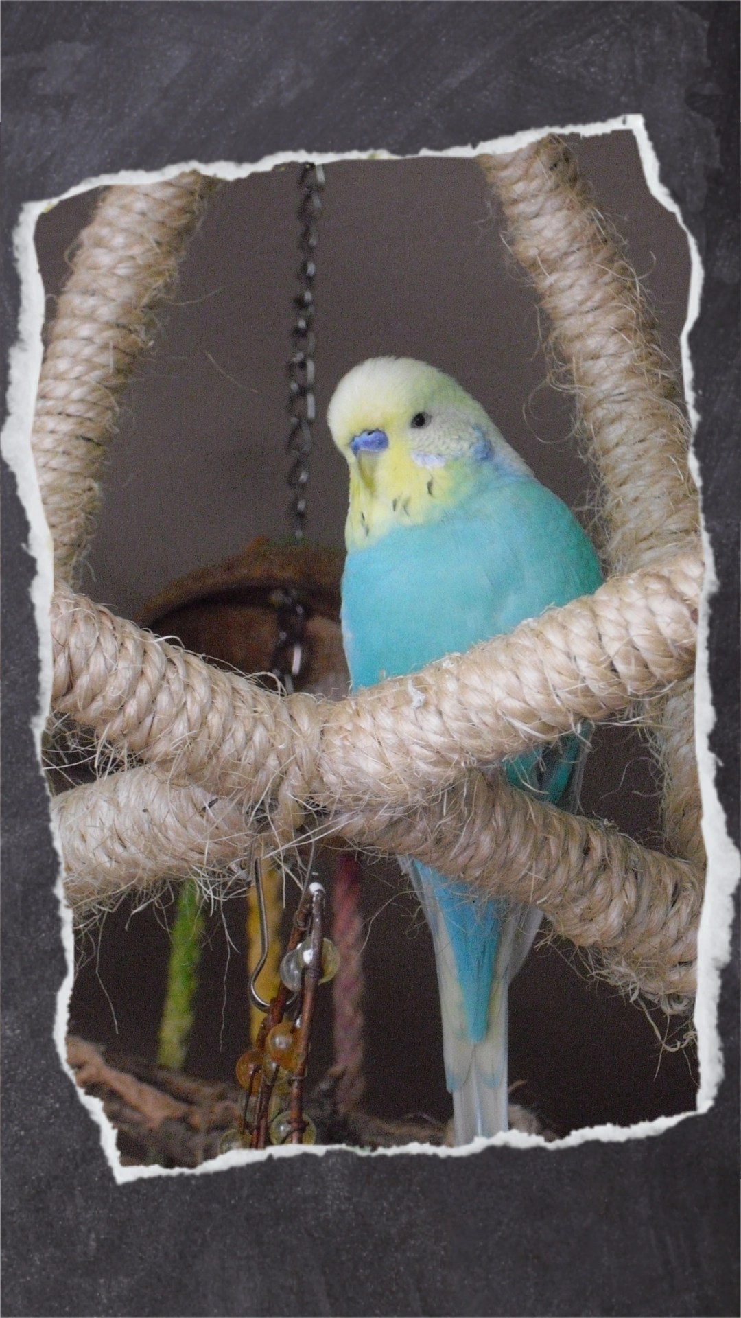 Die Anordnung der Stangen ist ideal, um als Paar in dem Ball zu schnäbeln. Hier können sich die Vögel bequem gegenübersitzen.