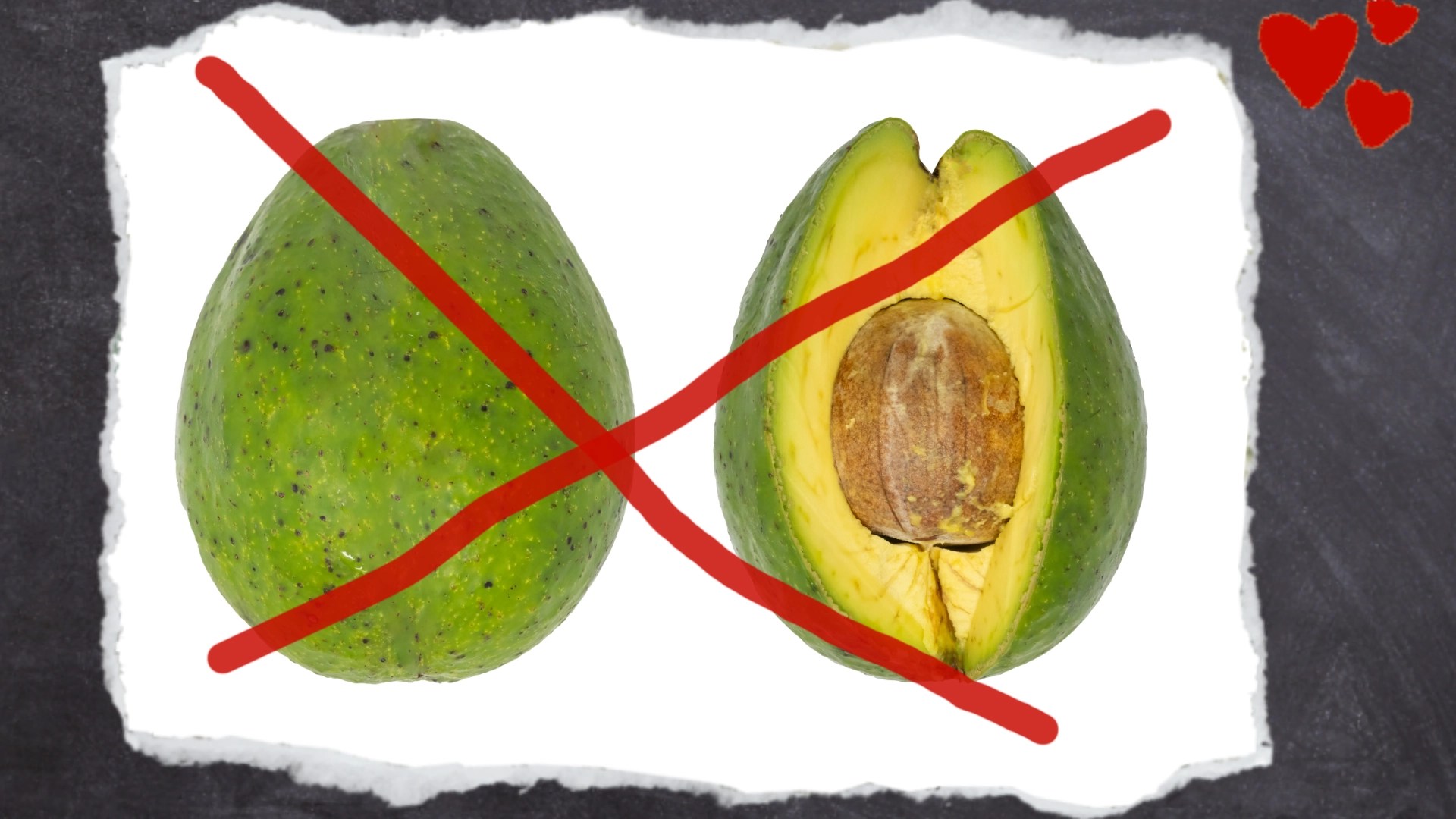 Avocados zählen zu den wenigen für Wellensittiche ungeeigneten Gemüsesorten.