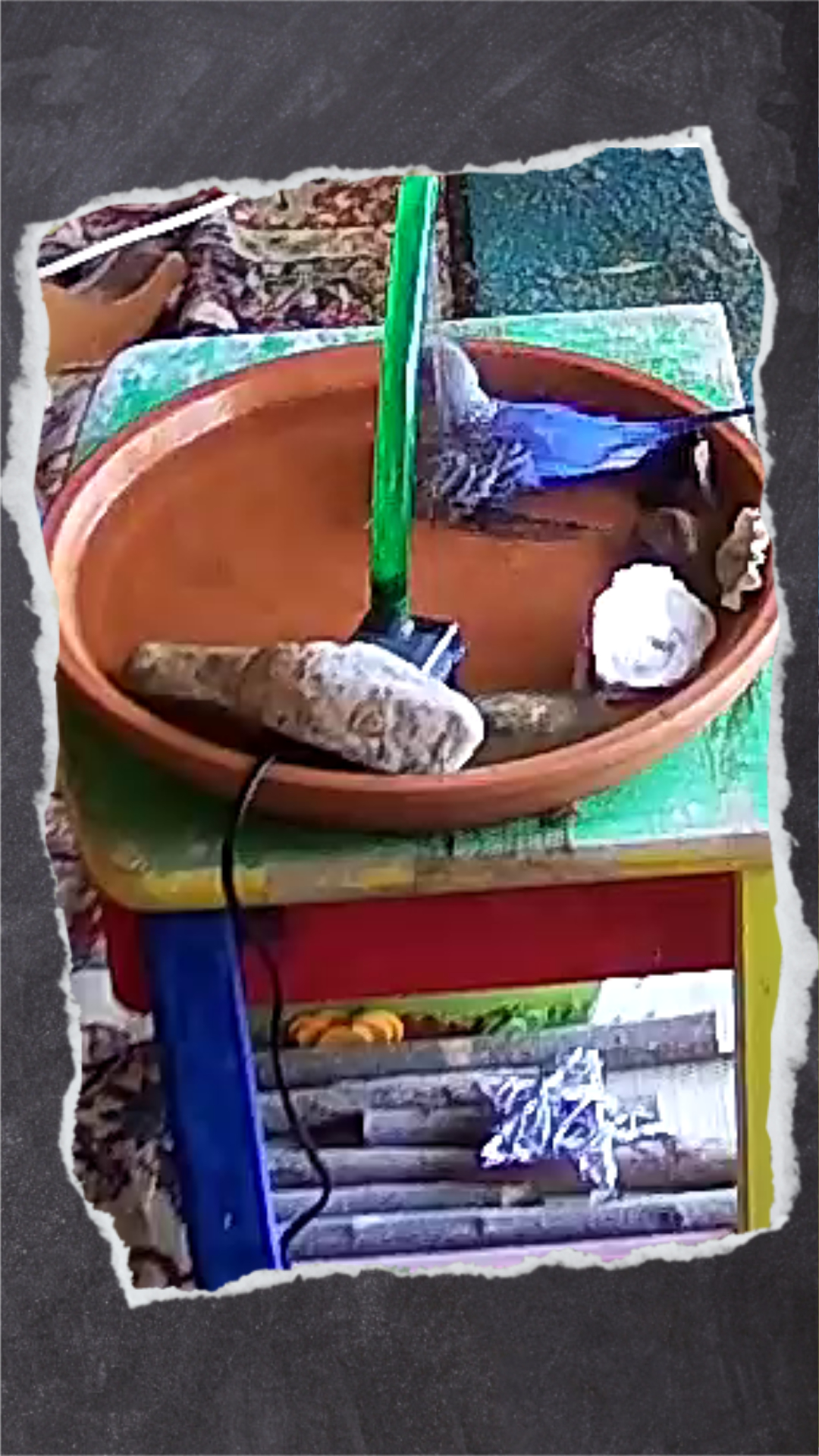 Ideal ist ein Vogelbrunnen mit kleiner Dusche.