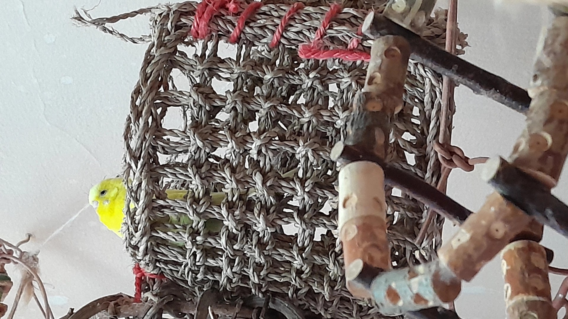 Weiche Materialien wie Seegras sind ideal für Vögel mit Einschränkungen.
