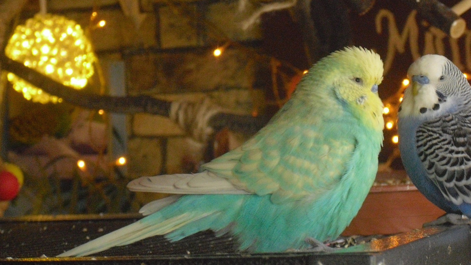 Die falsche Beleuchtung im Vogelzimmer kann Vögel krank machen und Stress verursachen.