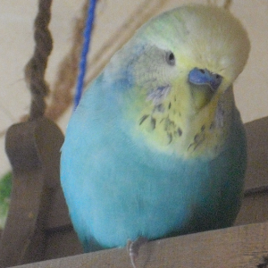Benjamin