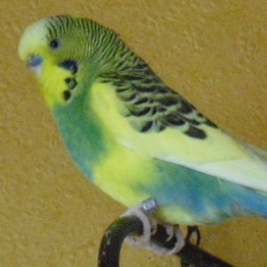 Benny