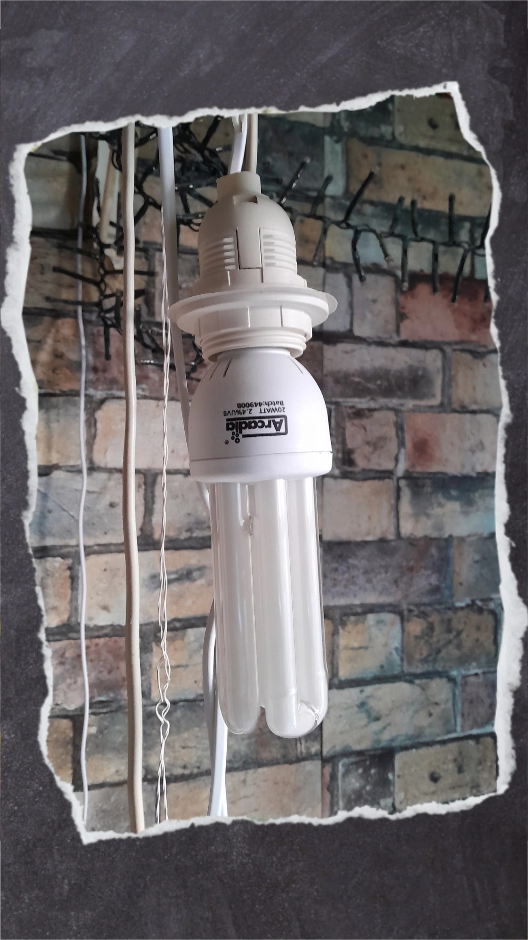 Sehen aus wie normale Glühsparlampen geben aber auch UV-Licht ab.