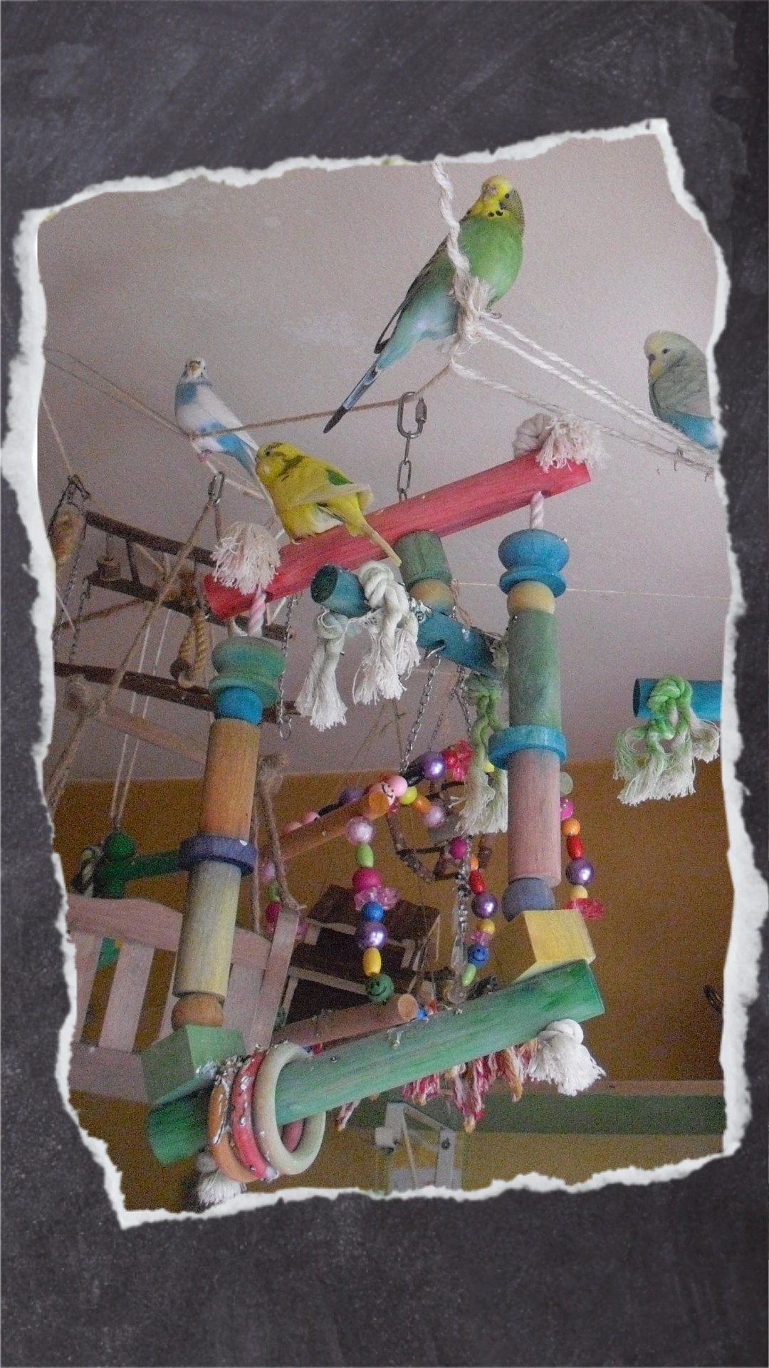 Die Holzringe sind zwar eine gute Idee aber sollten auf der obersten Stange, wo die meisten Vögel am liebsten sitzen, angebracht sein.