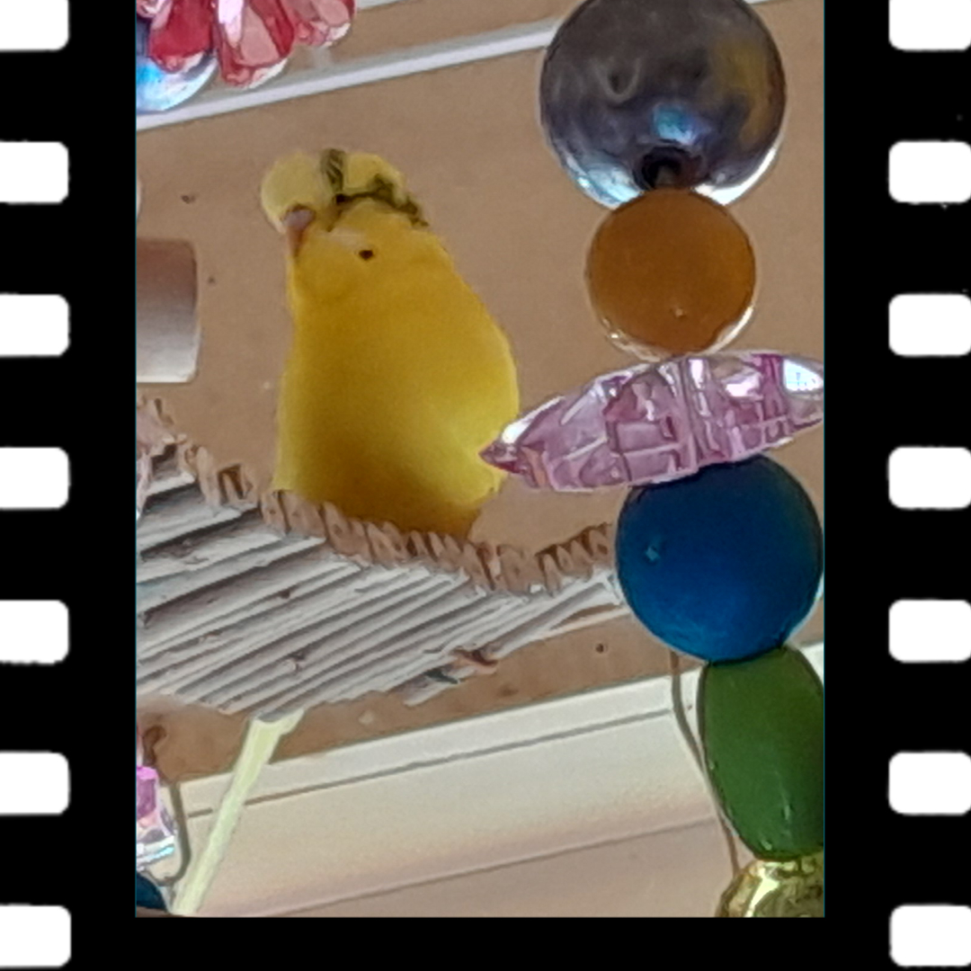 Wenn du so flauschig bist, dass du jedem Kuscheltier die Show stiehlst.