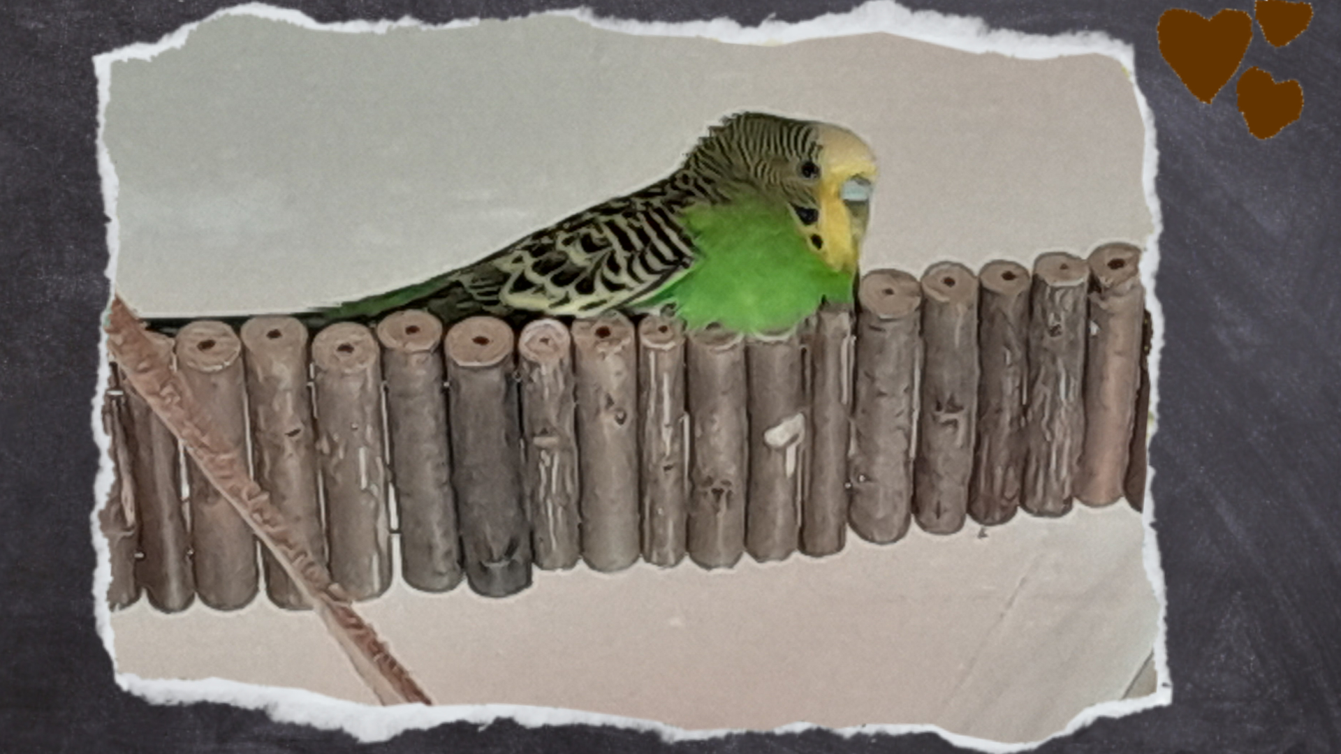 So müssen wir uns keine Sorgen machen, wenn die Wellensittiche an den Holzstäben knabbern. Meine Wellihennen lieben es tagsüber auf dem Holz zu liegen.