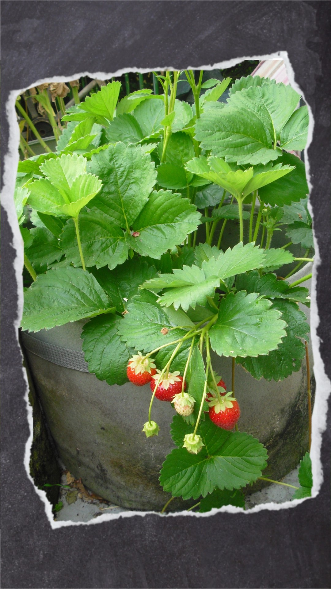 Frisches Obst lässt sich platzsparend auf dem Balkon anbauen. Pflanzsäcke und Pflanzkörbe zum Aufhängen gibt es in verschiedenen Varianten. Diese grünen Pflanzgefäße aus Vigoroot-Gewebe fördern das Wurzelwachstum der Pflanzen. Anders als in Tontöpfen staut sich hier auch nicht das Wasser.