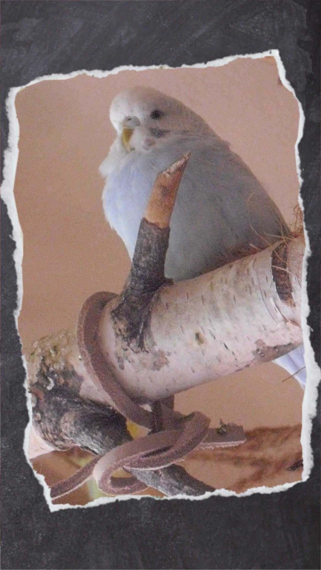 Wellensittich Fee sitzt auf Birkenast der von einem Vogelfutterhäuschen stammt.