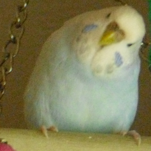 Fee