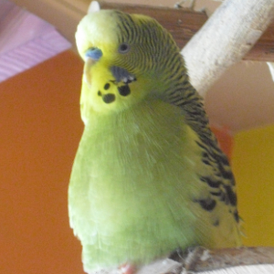 Felix