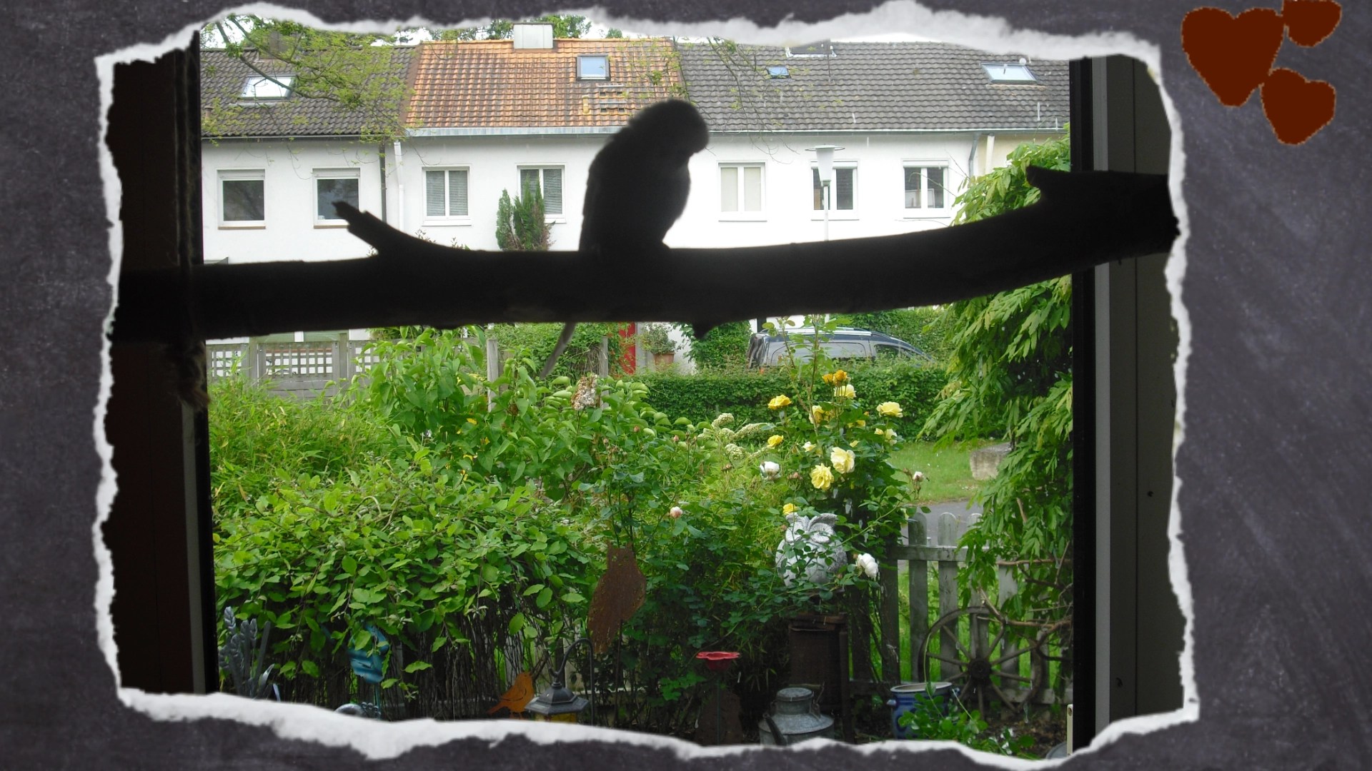 Andere Wellensittiche sitzen auf dem Birkenast und schauen aus dem Fenster in den Garten.