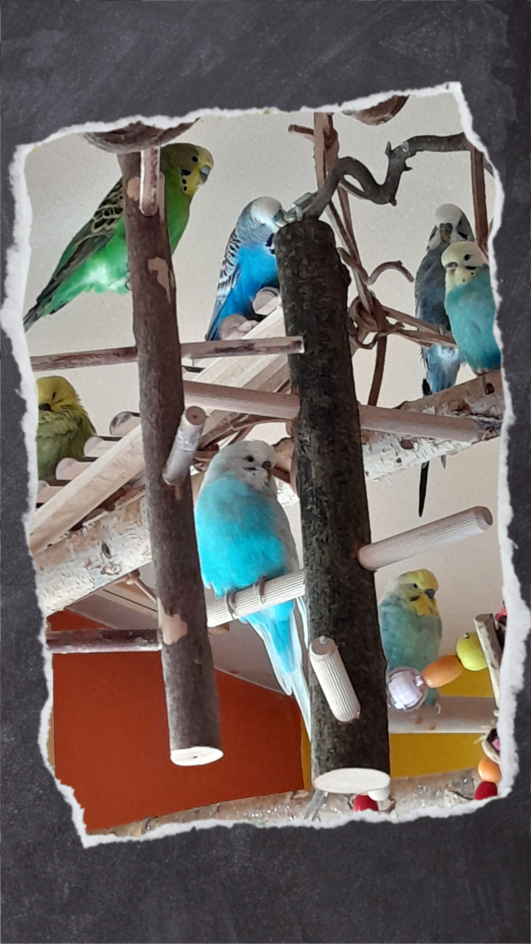 Für einen kleinen Schwarm reichen schon kleine Freisitze wie diese. Aber mit Sitzstangen im richtigen Durchmesser.