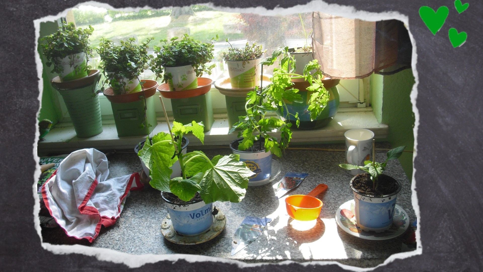 Kleine Pflanzen wie das Schönpolster (Golliwoog®) und Küchenkräuter lassen sich auch auf der Fensterbank in der Küche anbauen. So habt ihr auch im Winter immer einen Vorrat an frischem Grünfutter.