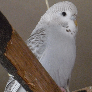 George