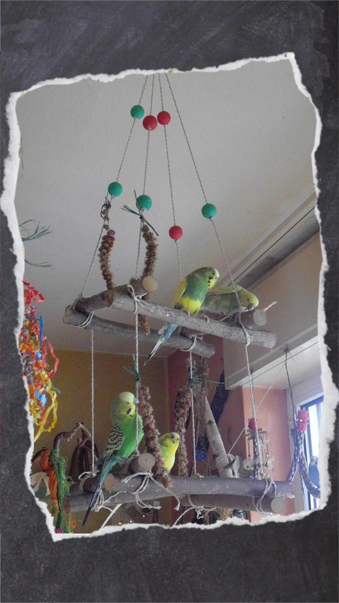 In die viereckigen Freisitze lassen sich bequem Spielzeug und Kolbenhirse aufhängen. Außerdem können die Vögel zu mehreren darauf sitzen.