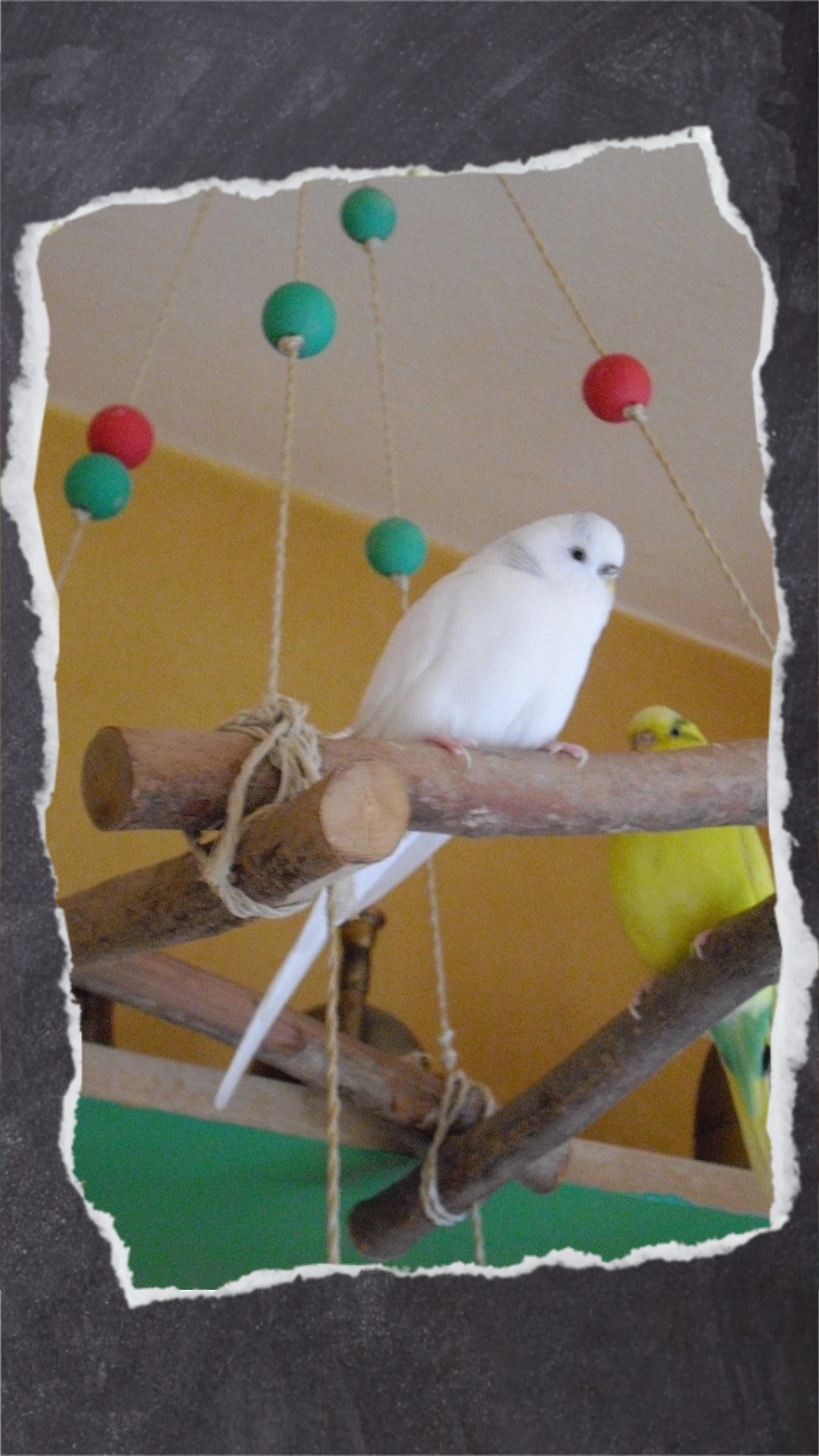 Da die Wellensittiche am liebsten oben sitzen, befestige ich Spielzeug und Dekoration wie Holzperlen bevorzugt an der obersten Etage.
