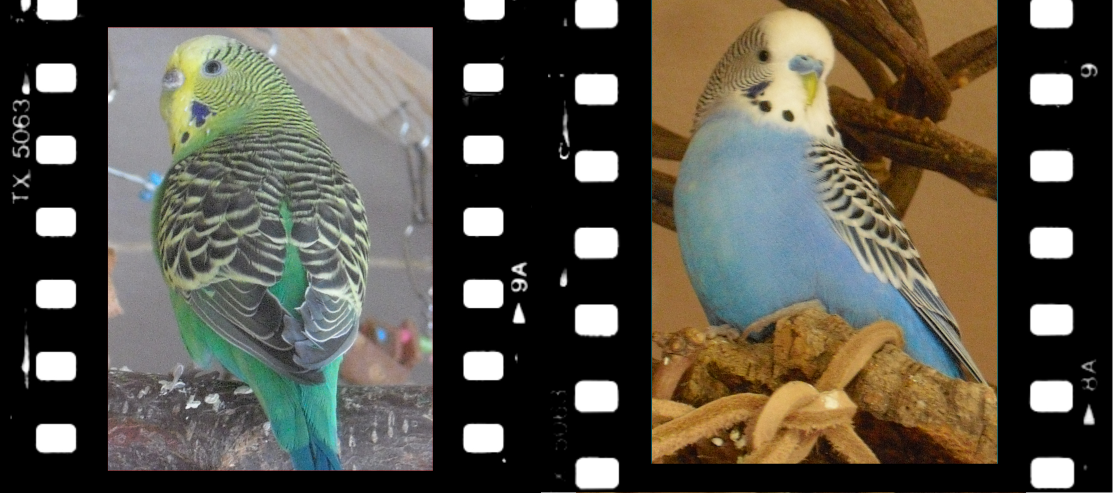 Grünreihe links, Blaureihe rechts