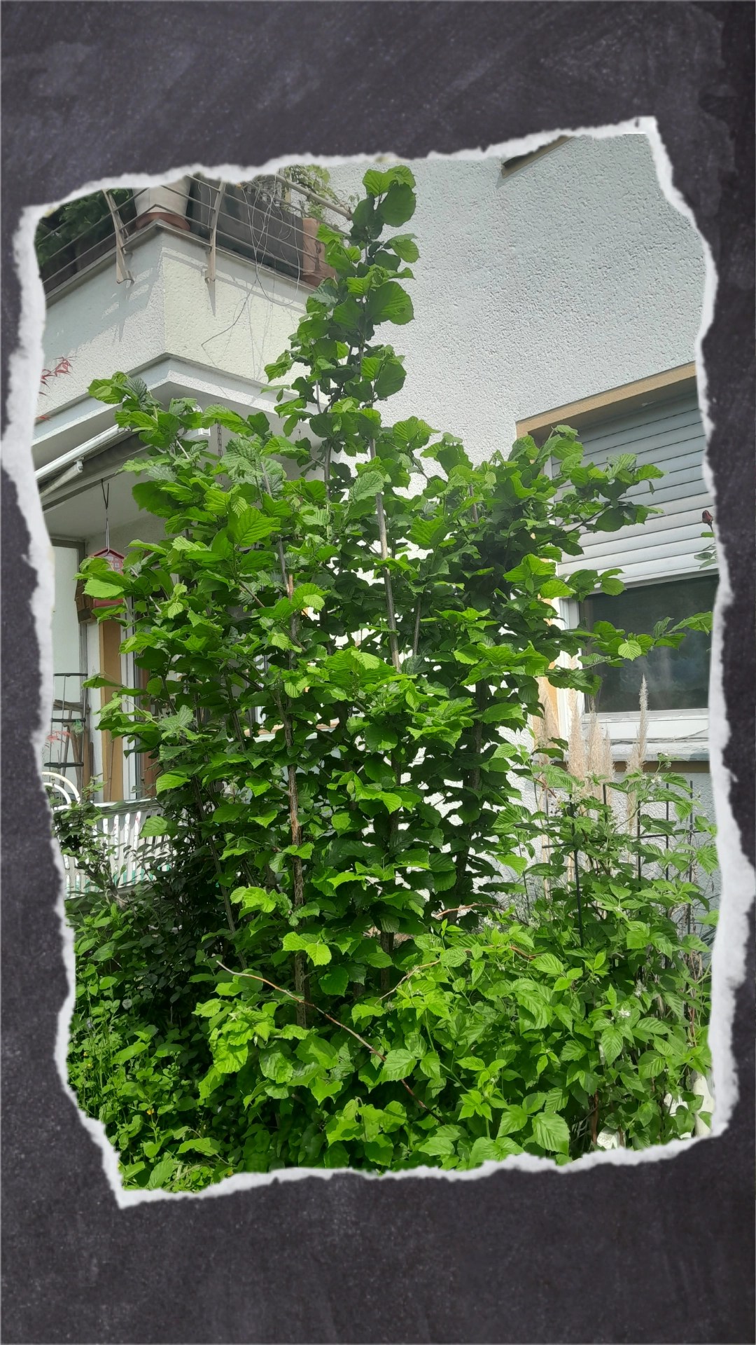 Haselnussweide in meinem kleinen Vorgarten.