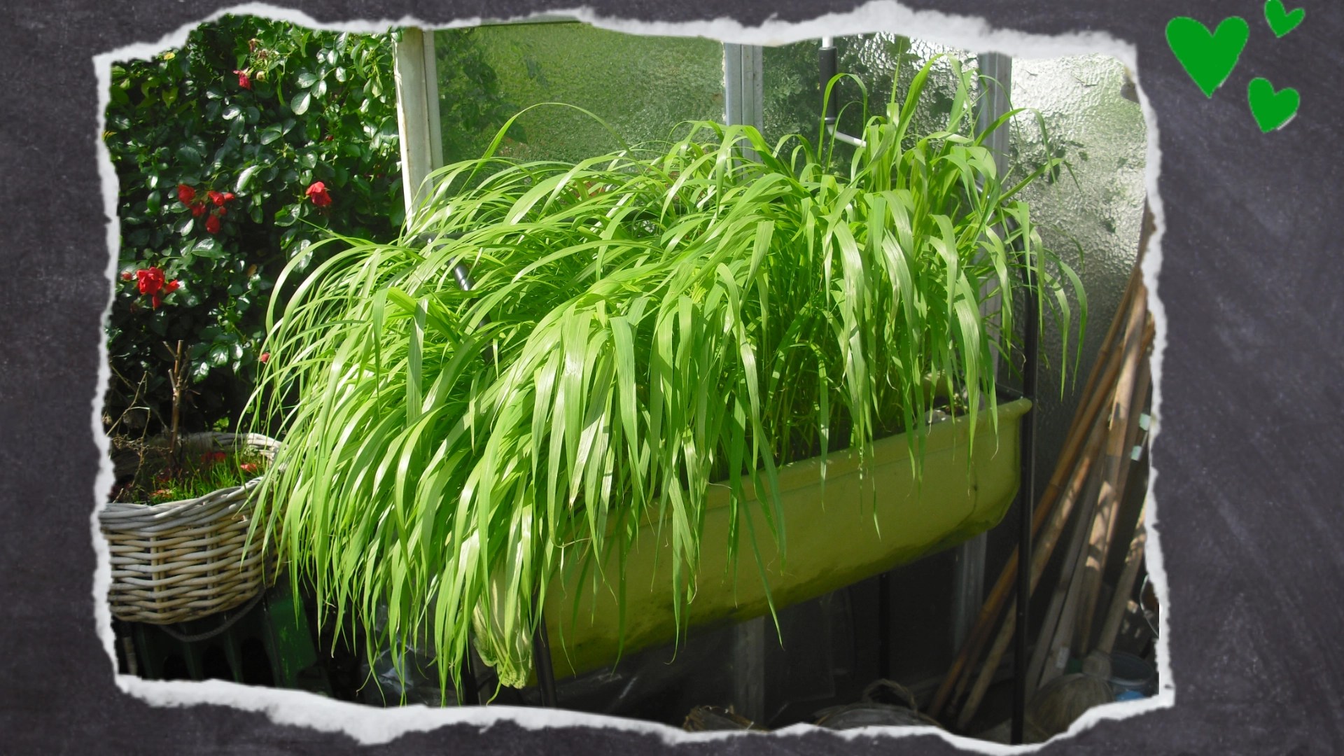 Neben dem Golliwoog® lassen sich auch leicht Gräser und Hirsen im Garten anpflanzen. Durch Zufall hatte ich entdeckt, dass Hühnerhirse wild bei mir im Garten wächst. So habe ich ein paar Körner Kolbenhirse ins Hochbeet gepflanzt und das Resultat seht ihr im oberen Bild.