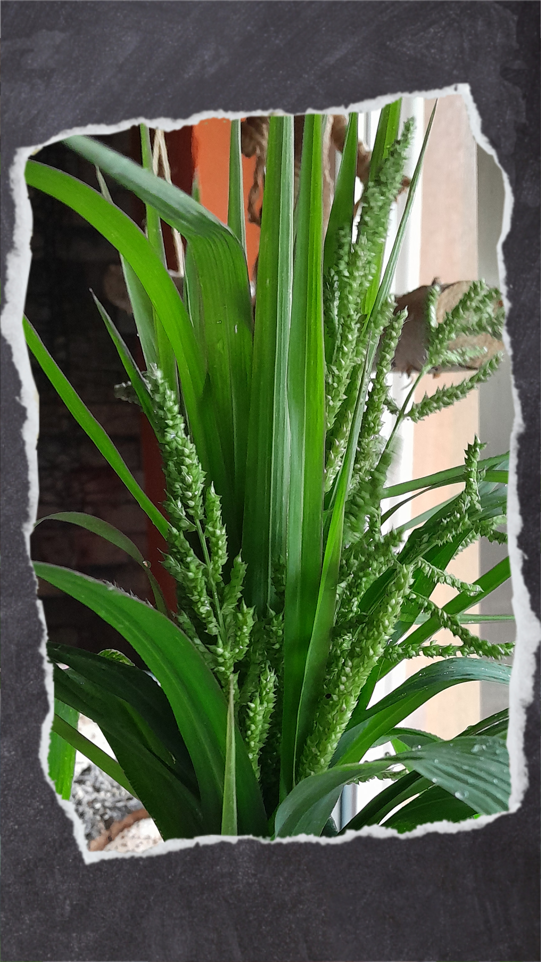 Baut ihr Kolbenhirse im Garten oder auf dem Balkon an, könnt ihr den Vögeln die Kolben auch halbreif anbieten.