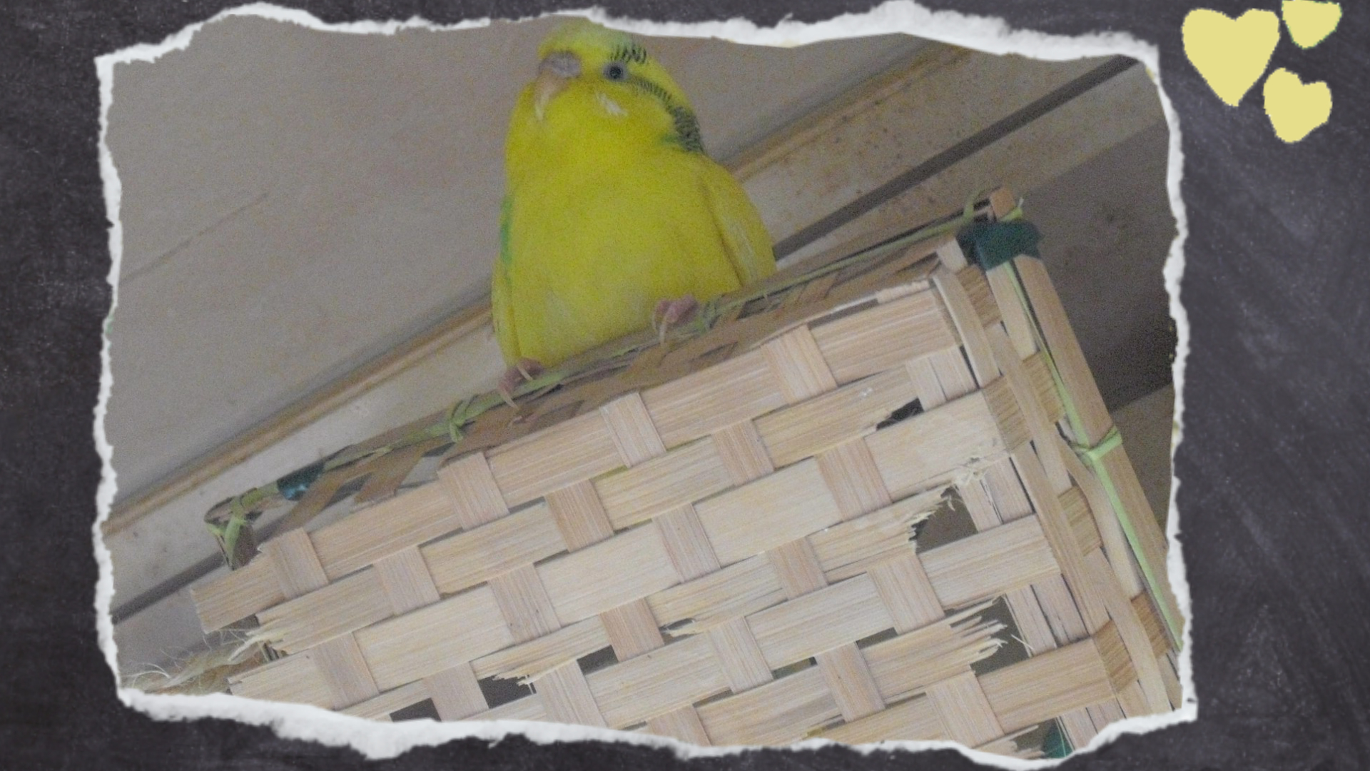 Lily sitzt stolz auf der (noch) intakten Holzbox.