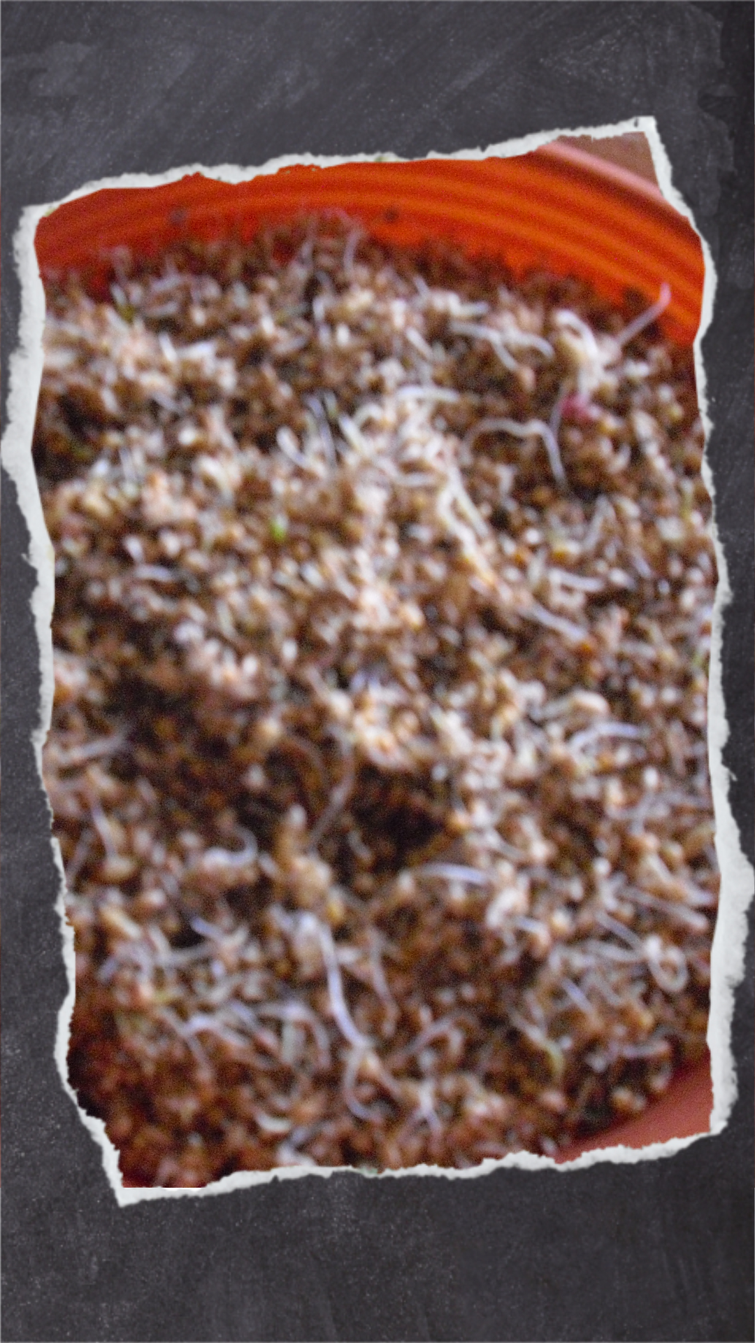 Spüle das Futter mehrmals gründlich mit Wasser ab, abhängig davon, wie lange du es keimen lässt.