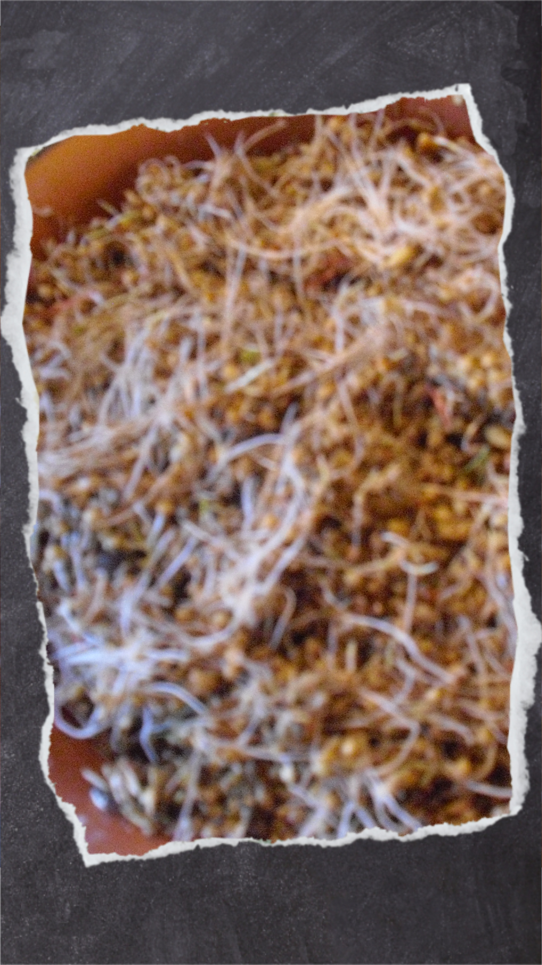 Wenn die Körner aufbrechen oder kleine weiße Wurzeln sichtbar sind, kannst du das gekeimte Futter in einer kleinen Schale anbieten.