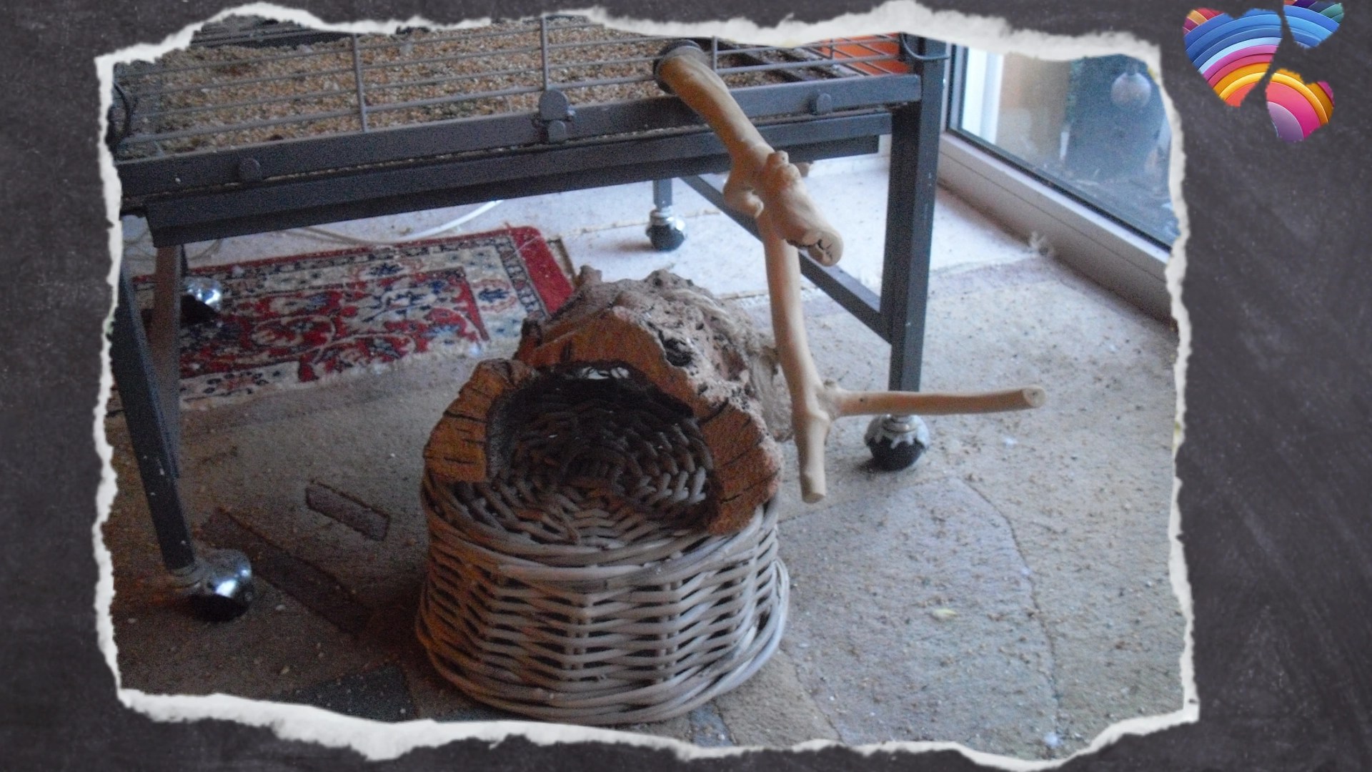 Für die akute Notsituation habe ich einfach einen Korb und eine Korkröhre auf den Boden gestellt. Rampen oder Leitern sind für die Vögel leichter zu händeln. Sollten aber nicht zu steil sein.
