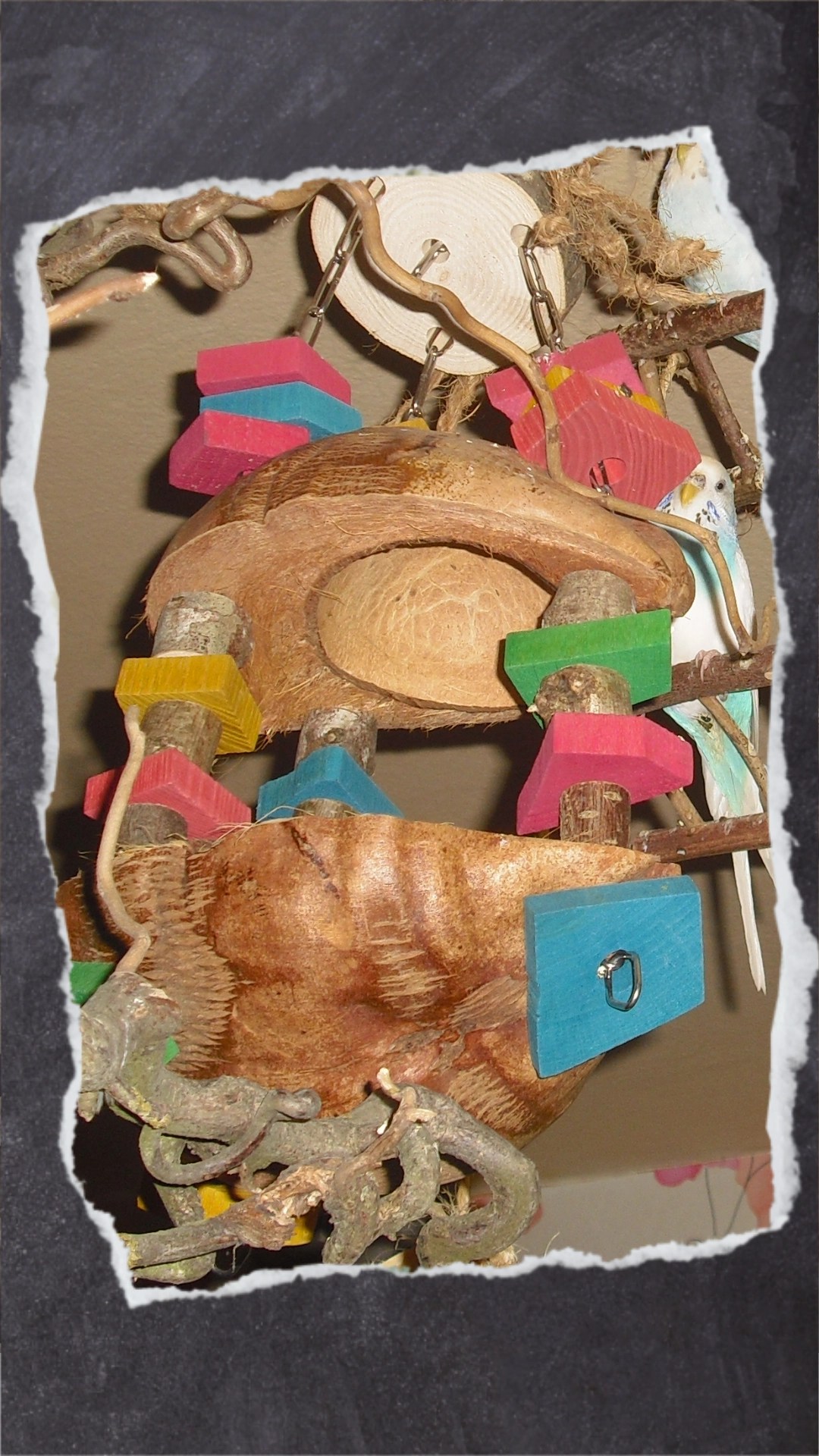 Diese Futterstelle aus Kokosnuss-Schalen ist ein schöner zweiter Futternapf. Ich lege dort gerne Kolbenhirse-Stückchen hinein. 