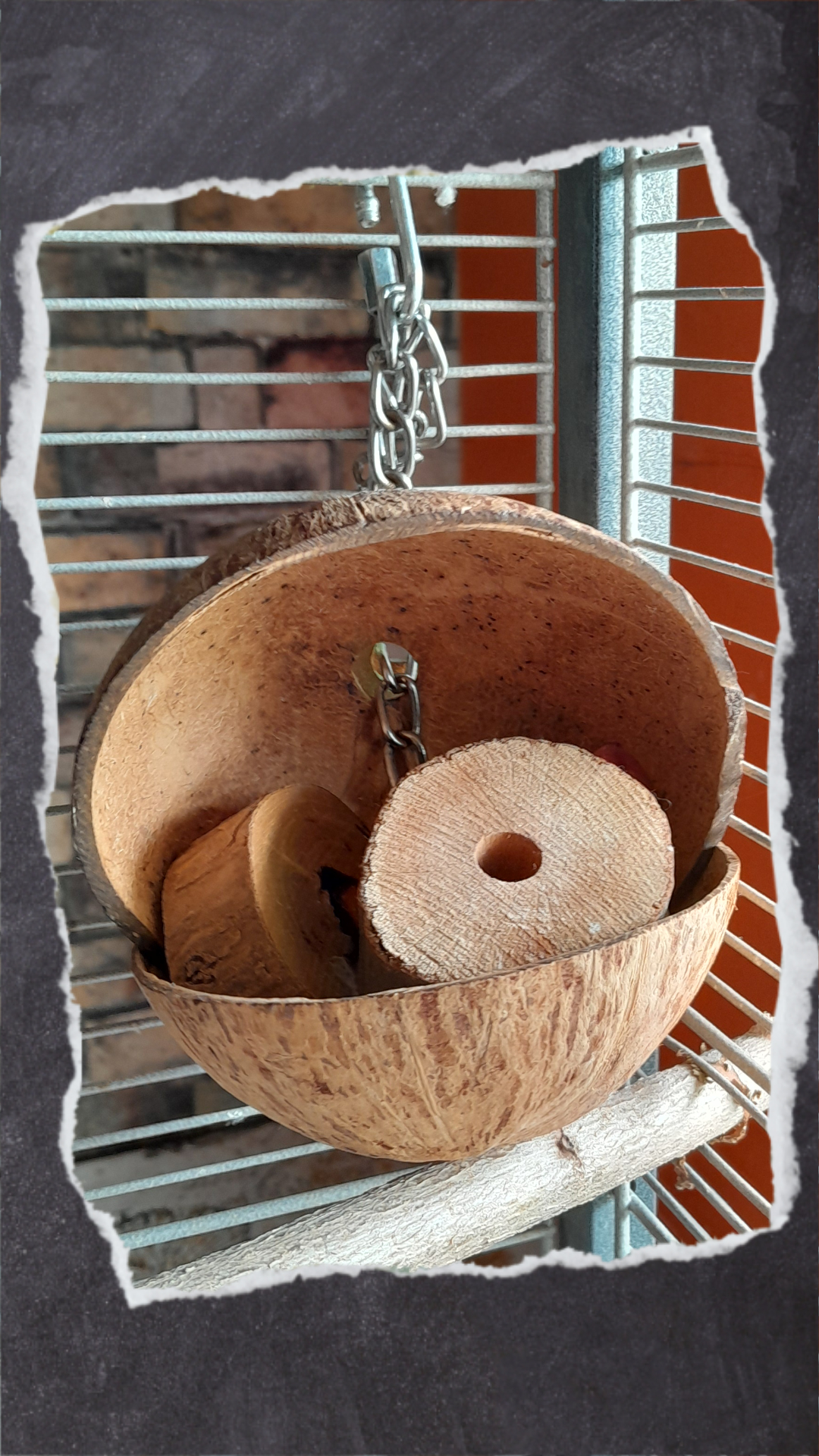 Kokosnusshälften sind wie eine Mikro-Wühlkiste. Die Wellis lieben es das Spielzeug daraus zu schmeißen.
