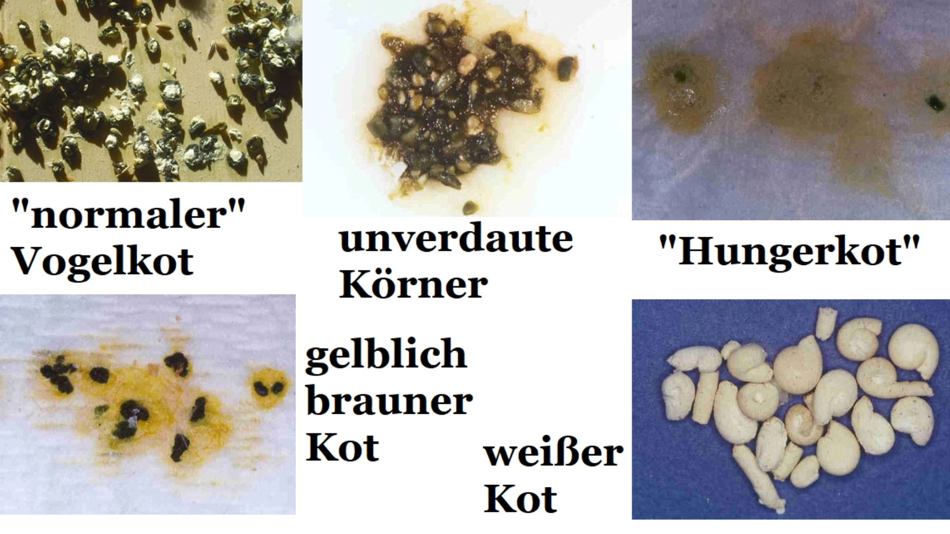 Übersichtsgrafik wie der Kot kranker Vögel aussehen kann und worauf die Veränderungen hindeuten.