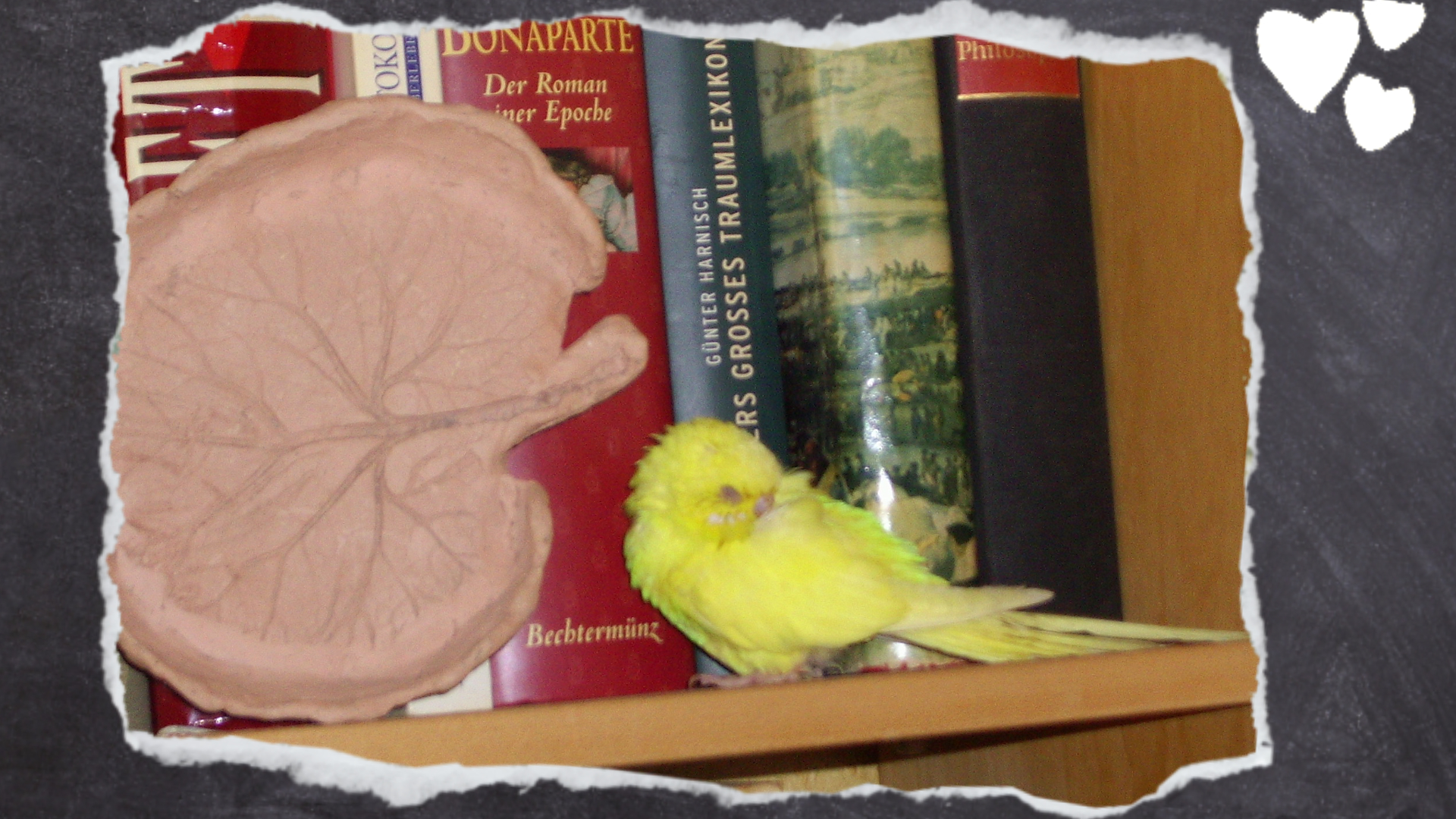 Kranker, gelber Wellensittich schläft in Bücherregal.