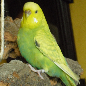 Krümmel I.