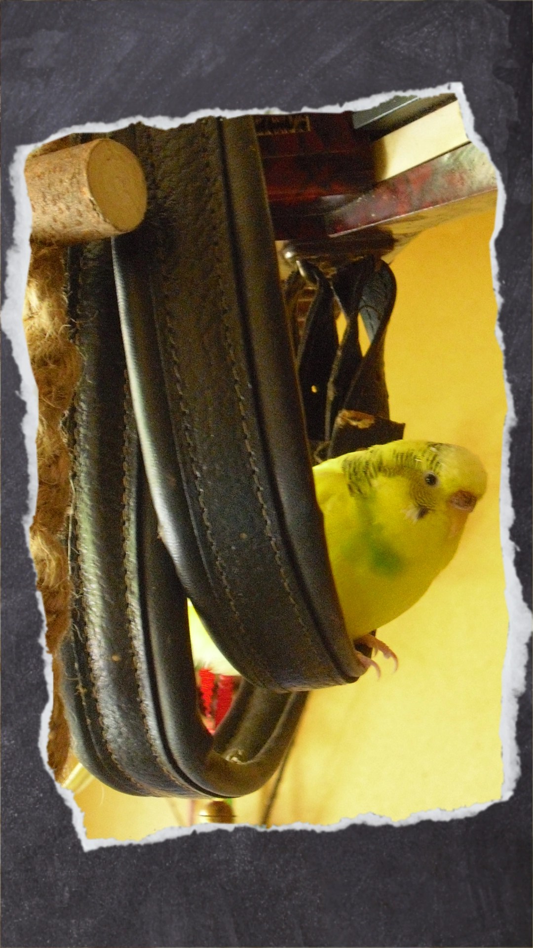Und breit genug, dass die Vogelfüße das Seil nicht komplett umfasst haben. Was gut ist für die Vogelfüße.