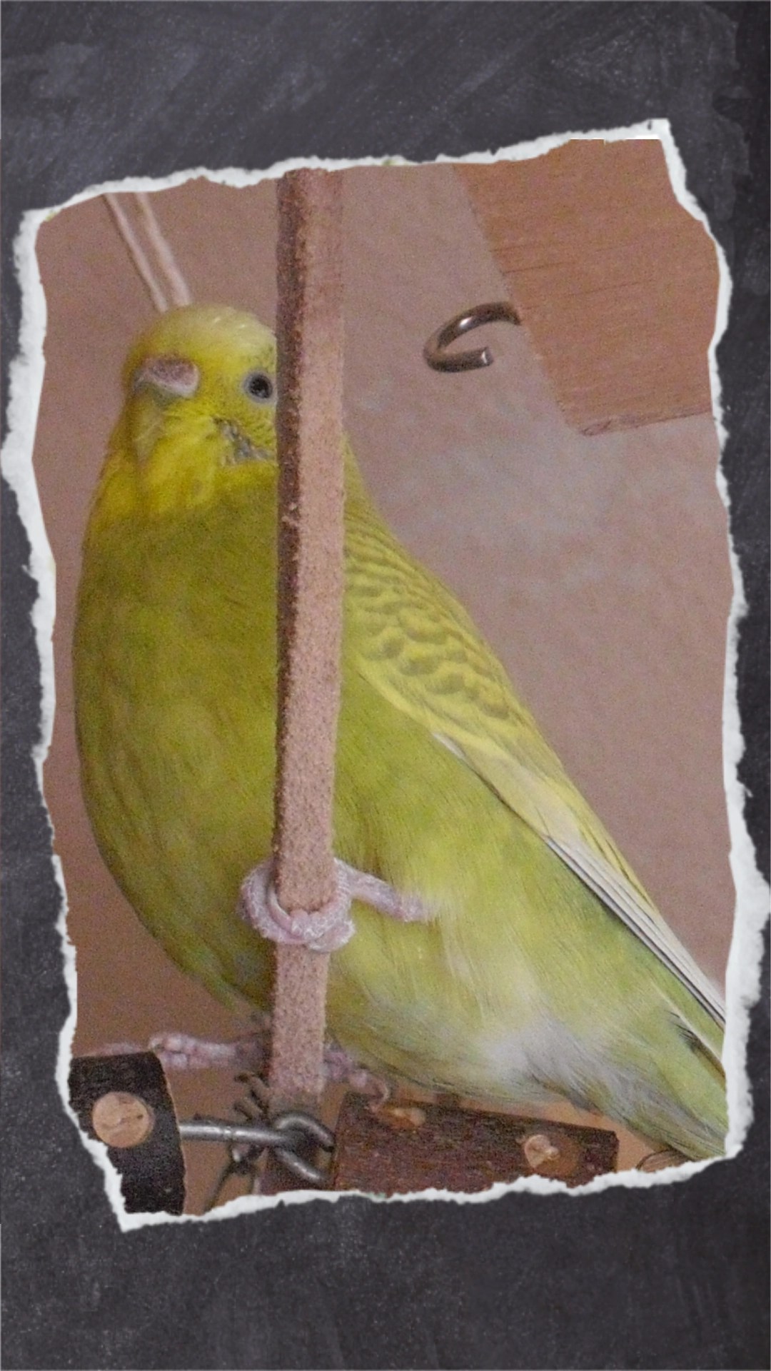 Dieses dickere Lederseil bietet den Vogelfüßen deutlich besseren Halt.