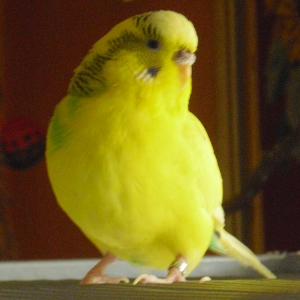 Lily