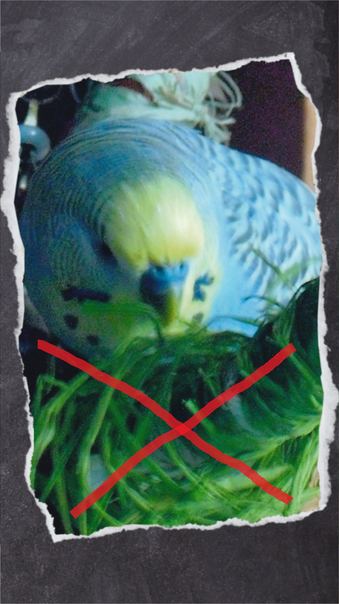 Lose Fäden sind gefährlich. Die Vögel können sich verheddern & Fasern verschlucken.