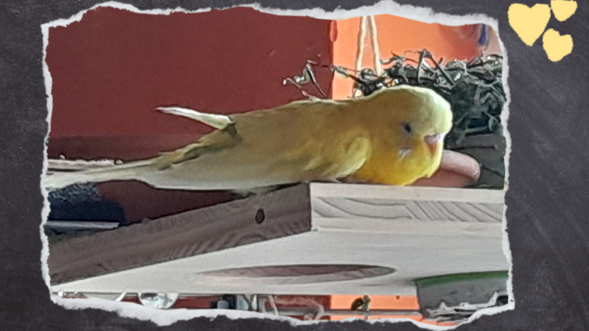 Als es ganz schlimm wurde mit den Spreizbeinen nutzte Maja auch die Bretter auf denen ich die Extra-Futternäpfe abgestellt habe. Hier konnte der Vogel ganz flach liegen.