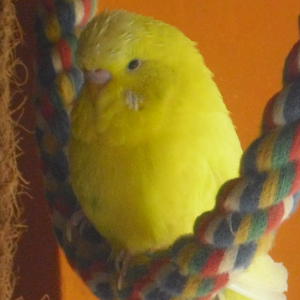 Maja