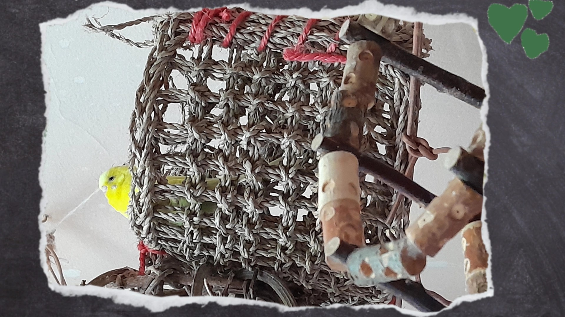 Diese höhlenartigen Freisitze habe ich damals extra für Maja geholt, weil sie da ohne Probleme liegen konnte. Die in sich geschlossenen Seegras-Zelte reduzieren die Gefahr, dass die Vögel von ihrem Sitz- oder Liegeplatz herunterfallen.