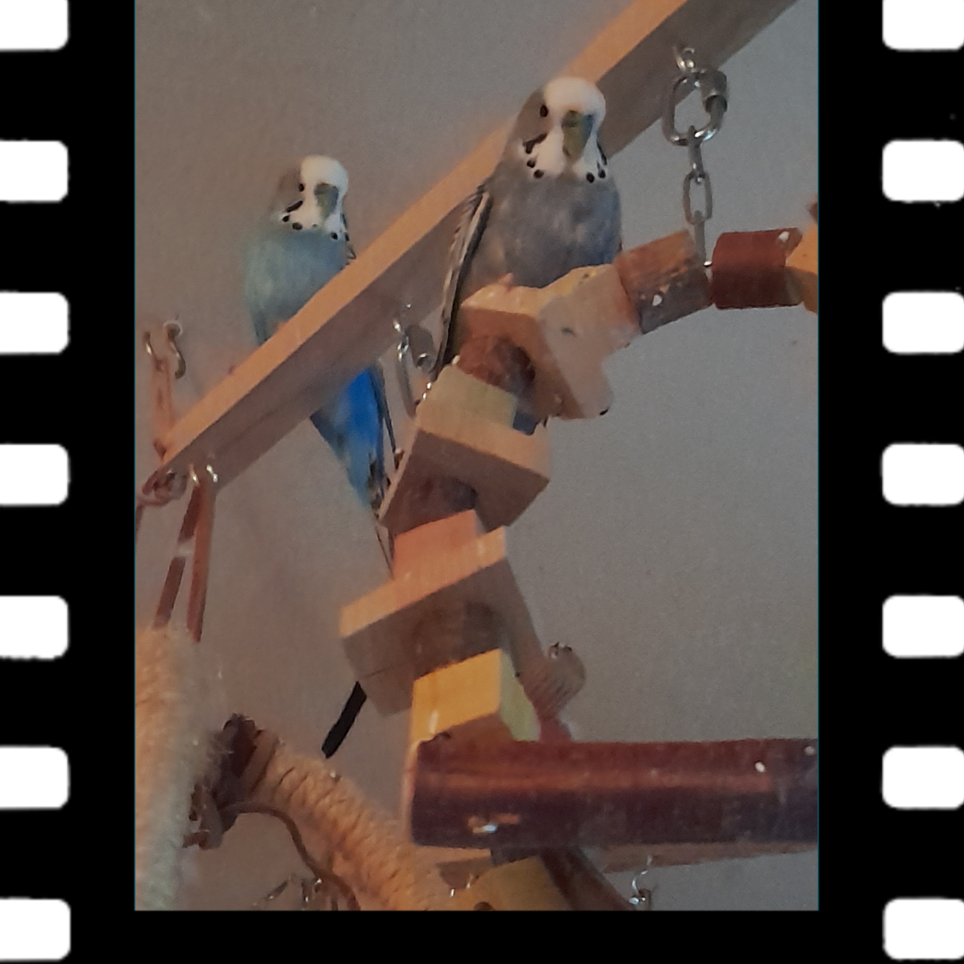 Sicherheit geht vor beim Kletter-TÜV. Der Kollege sichert die obere Etage, während ich die Statik der Holzschaukel bemängle.