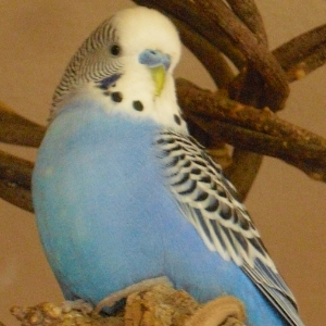 Moritz