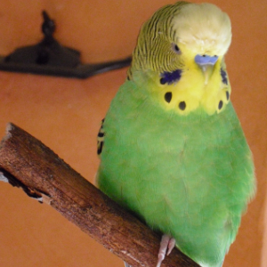 Mucki
