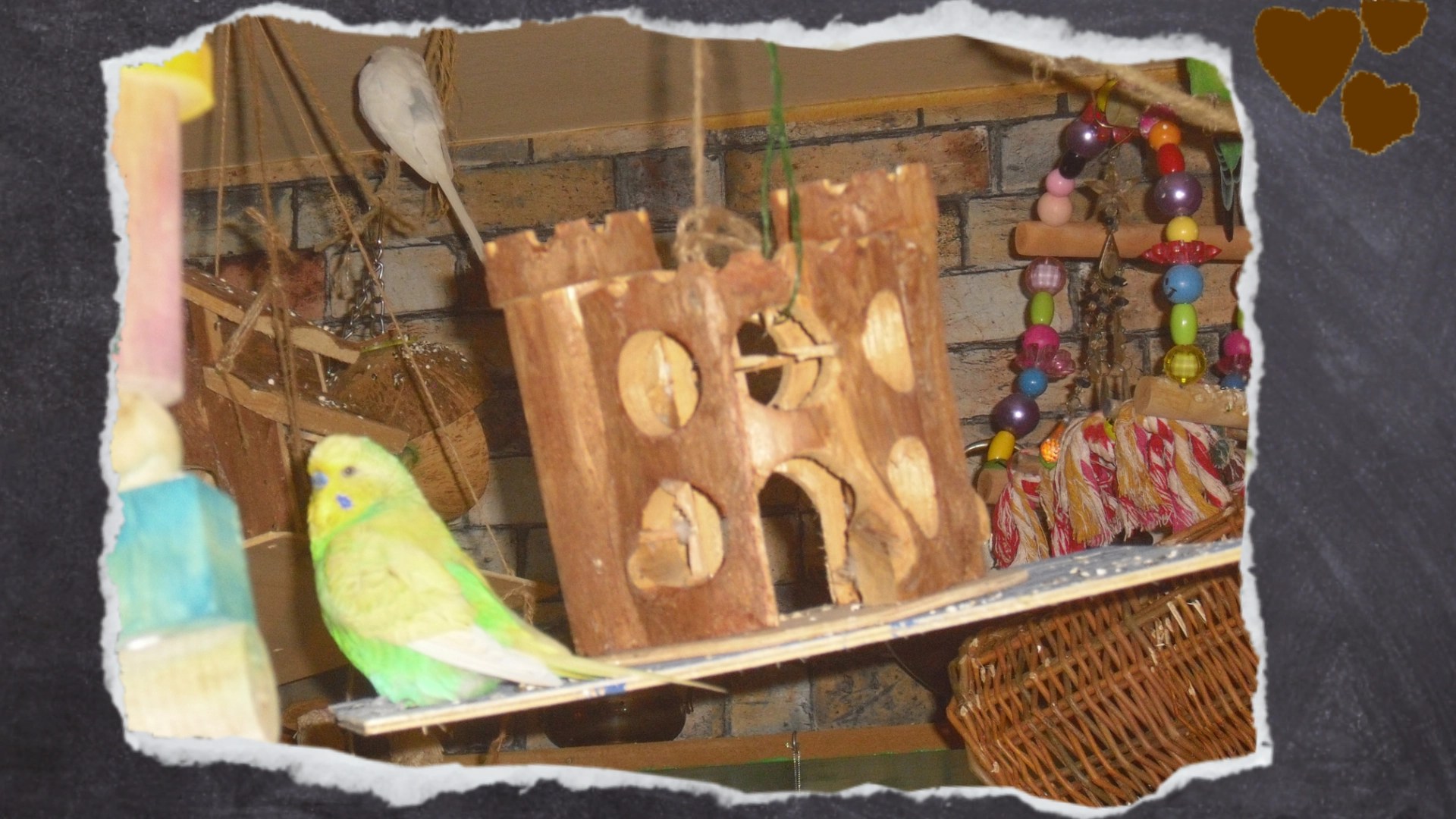 Wellensittich steht auf 'schwebender' Holzburg.