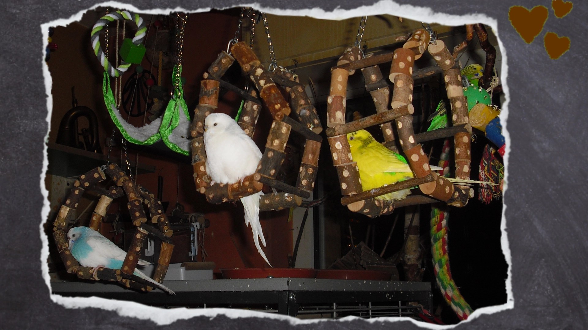 Abends bricht regelmäßig Streit aus, weil natürlich jeder Vogel seine eigene Schaukel haben will. Dabei können sogar bis zu drei Vögel in diesen kleinen Schaukelrädern sitzen.