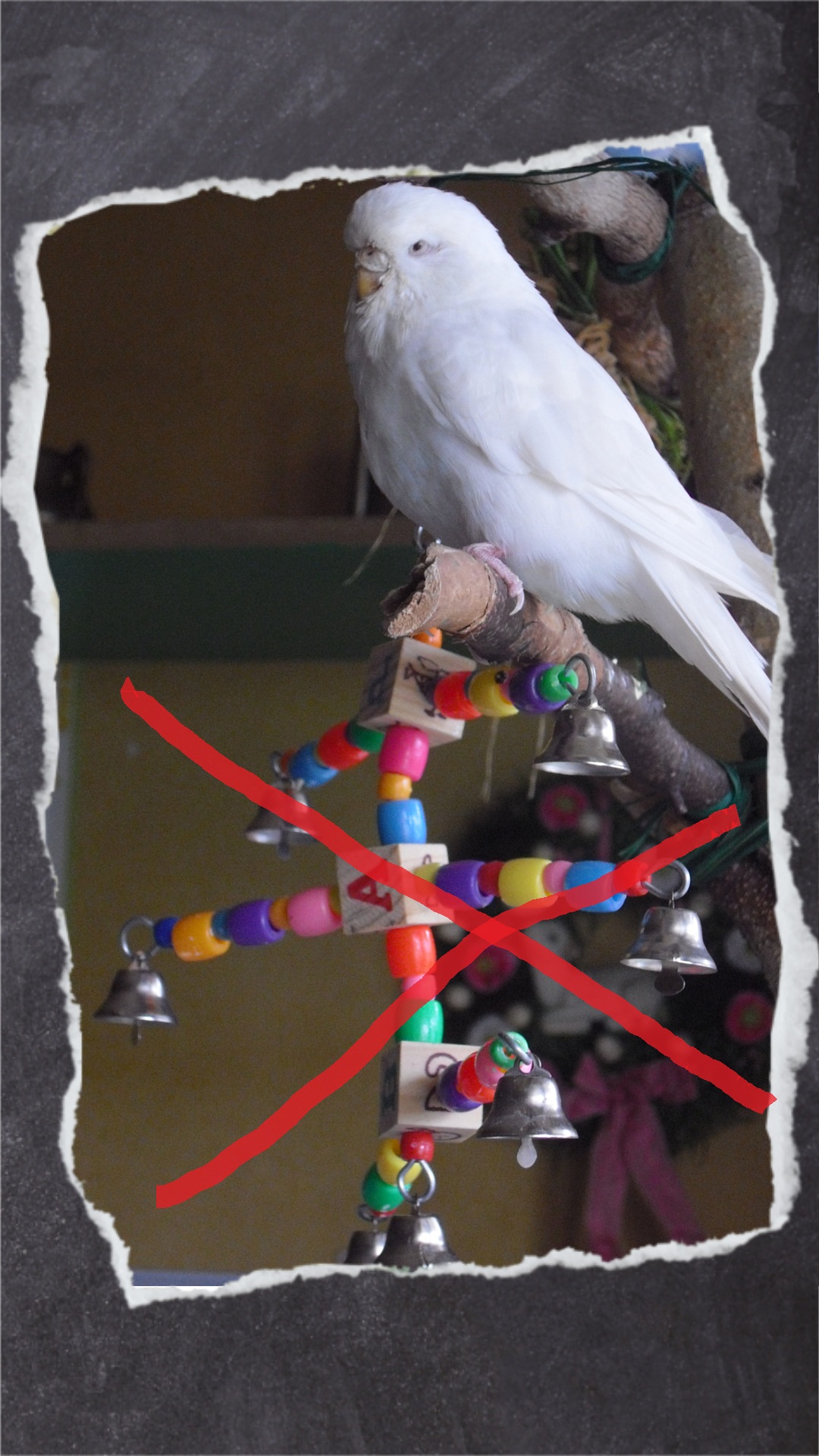 In Kunststoff-Spielzeug finden sich häufig Weichmacher, die gesundheitsschädlich für Vogel und Mensch sind. Achtet bei Plastikspielzeug deshalb darauf, dass sie aus hartem Kunststoff (Acryl) gefertigt wurden. Ich bevorzuge plastikfreies Spielzeug.
