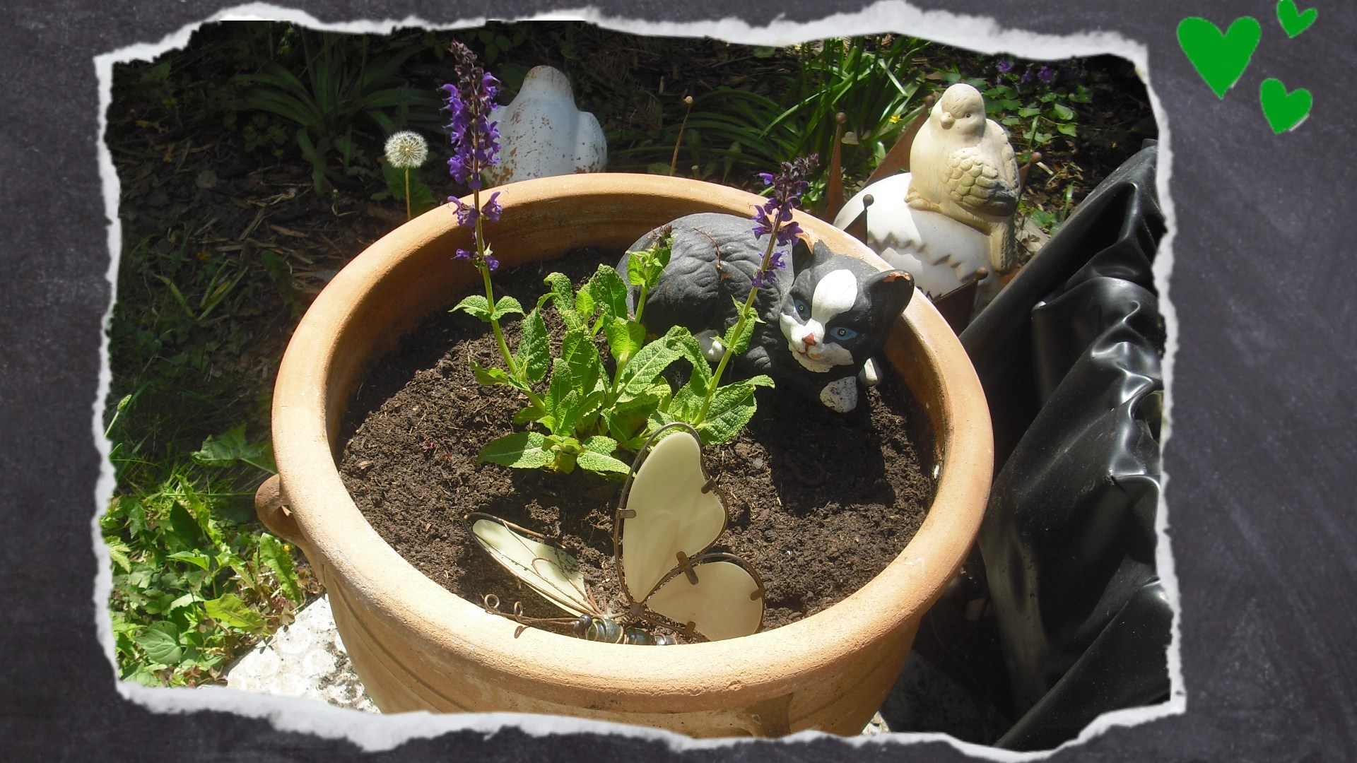 Topf mit Salbeipflanze auf meiner Gartenterrasse.